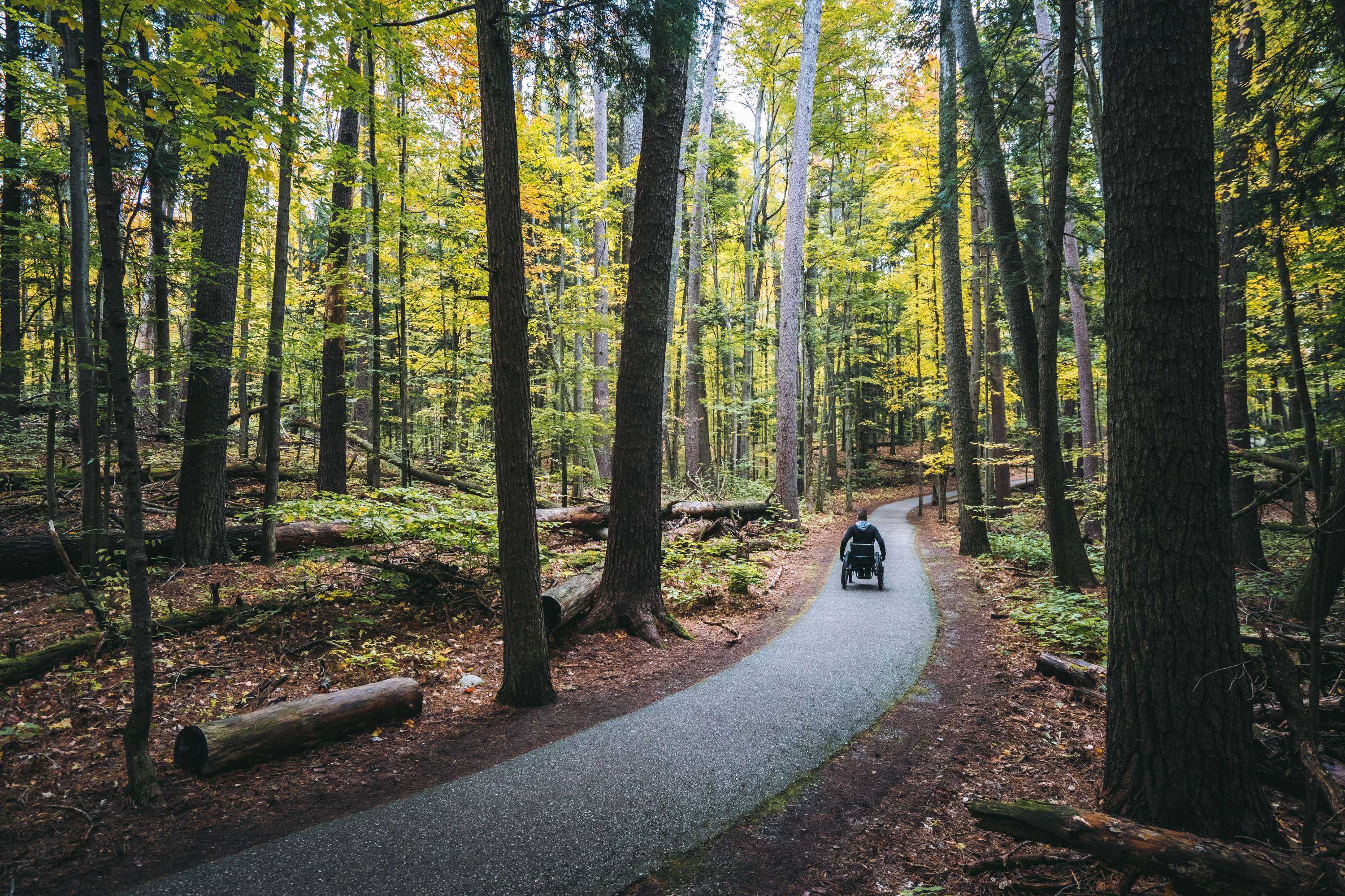 Man in wheelchair on paved path through old growth forest